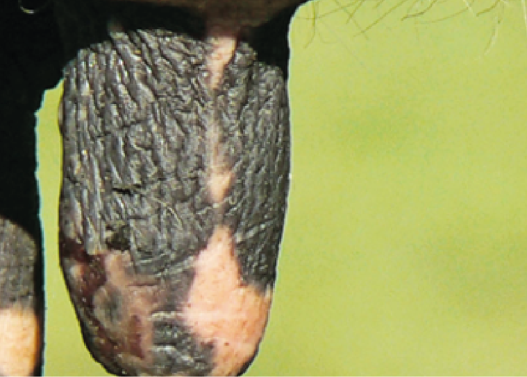 Blessures mammites CTH AGRI