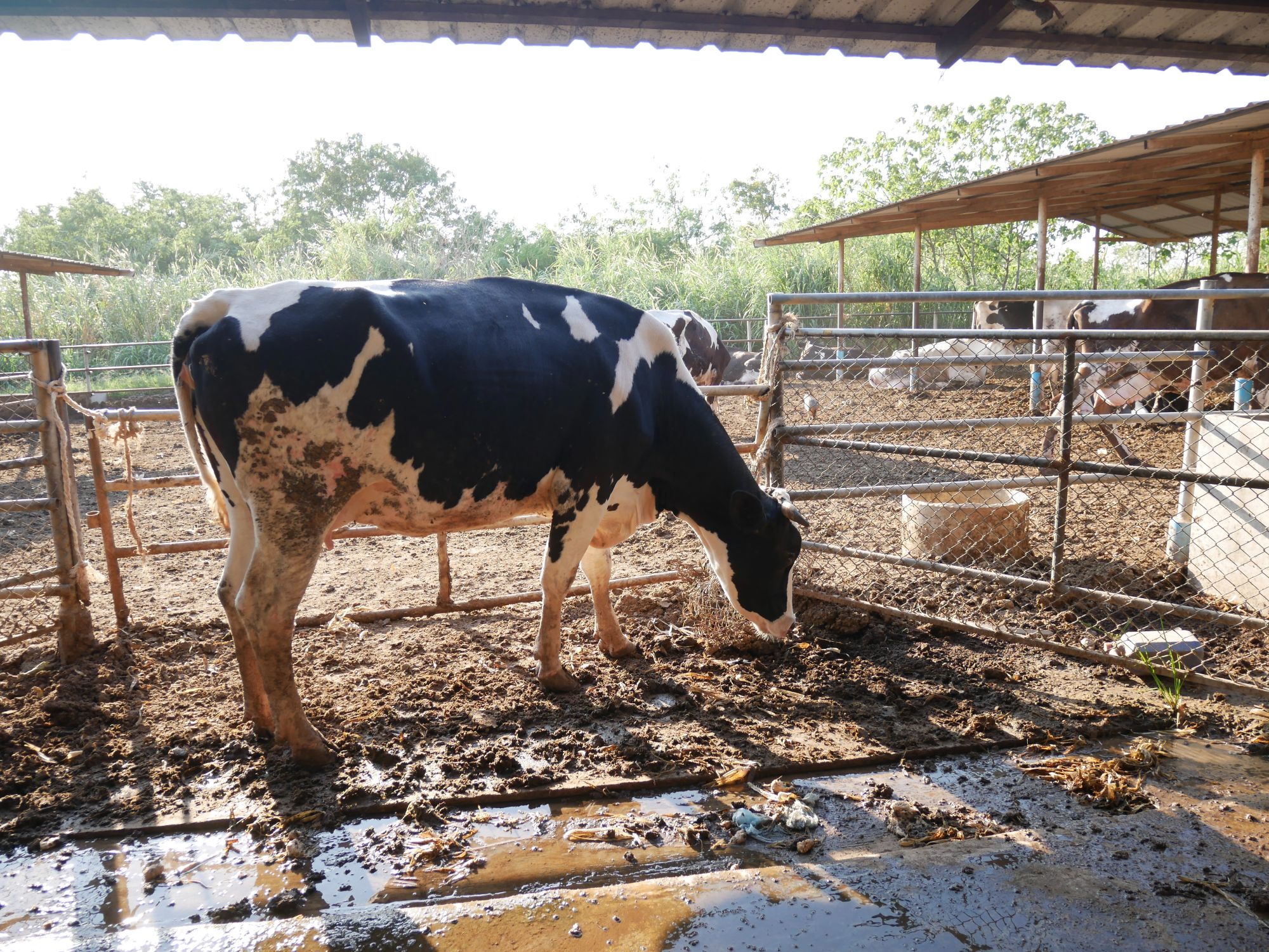 Hygiène litière lutte contre les mammites CTH AGRI