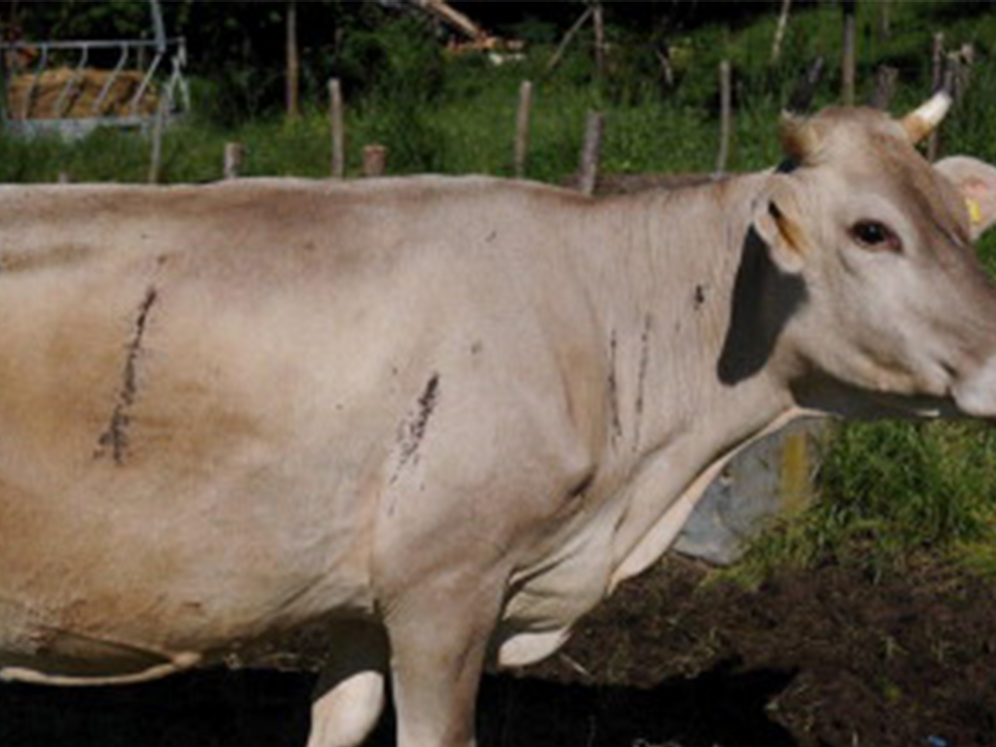 Parafilariose Lutte mouches CTH agri Parafilariose Lutte mouches CTH agri