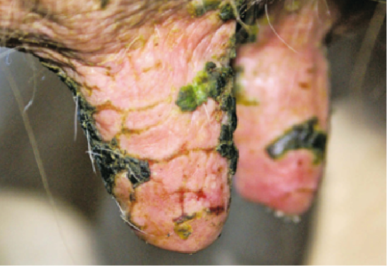 Nécroses mammites CTH AGRI