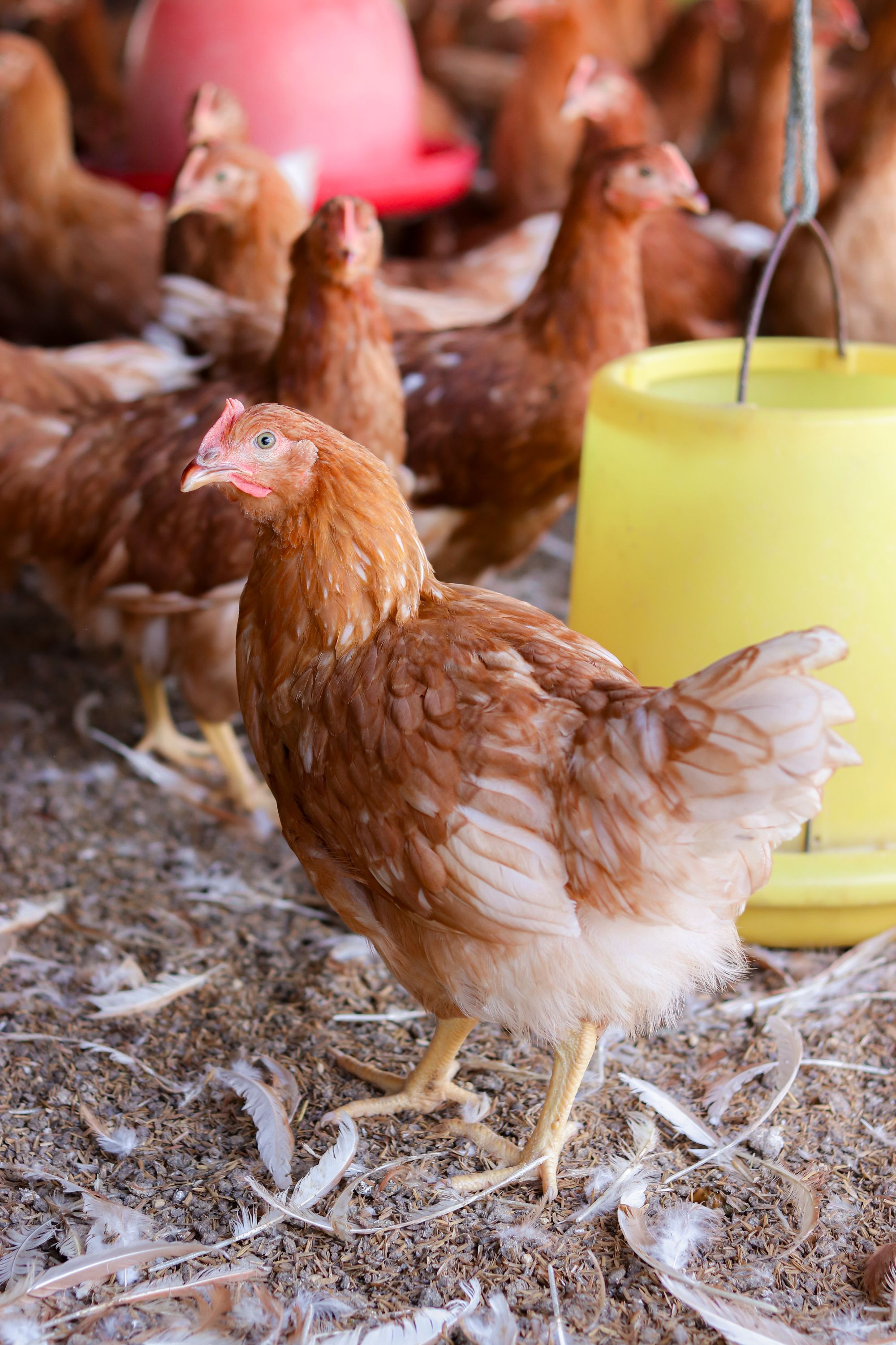 Biosécurité en élevage de volailles CTH AGRI