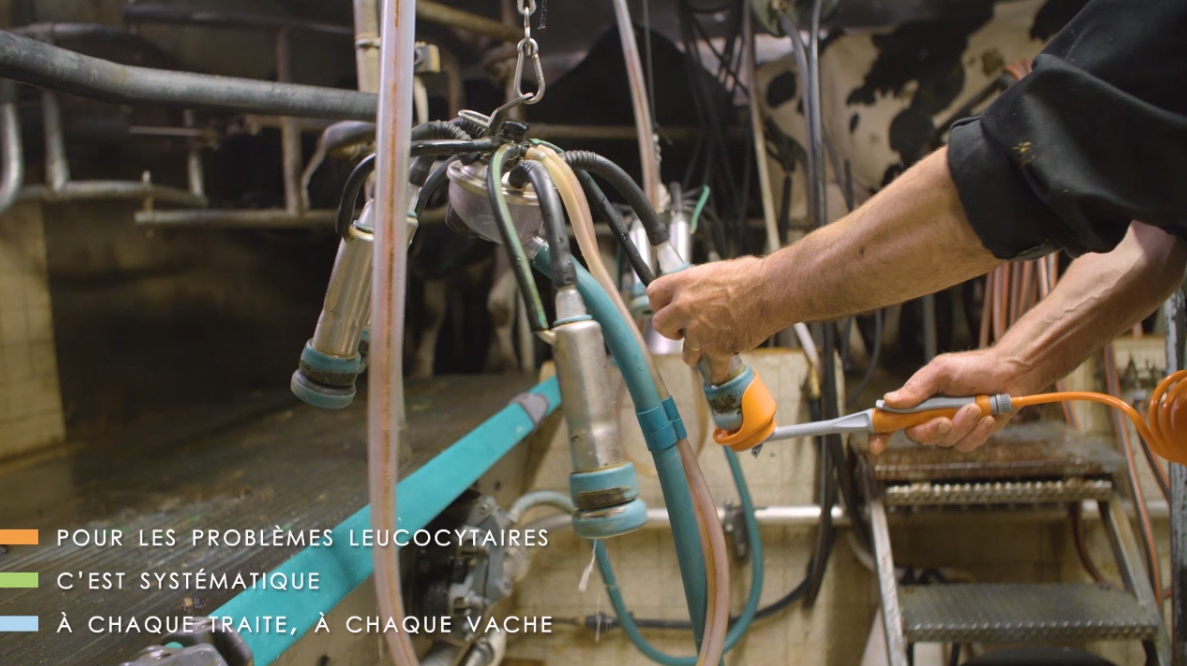 Hygiène pendant la traite contre les mammites CTH