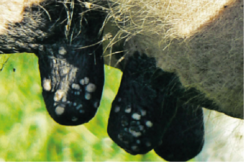 Herpès mammites CTH AGRI