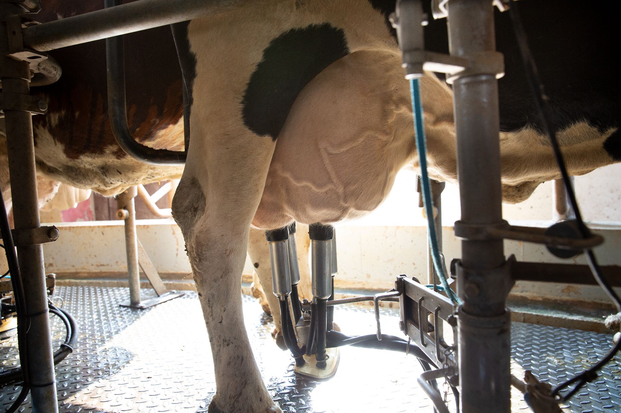 Robot de traite Mammites CTH AGRI