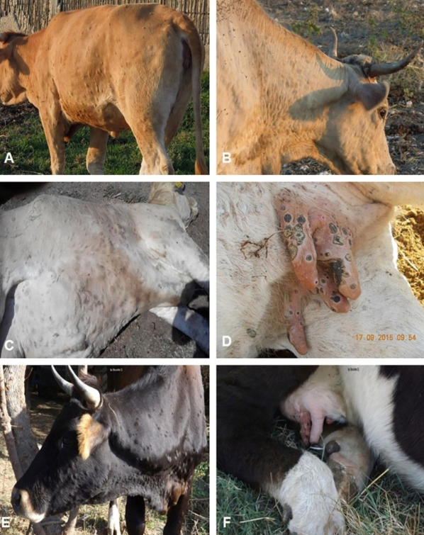 Dermatose Nodulaire Contagieuse CTH agri Dermatose Nodulaire Contagieuse CTH agri