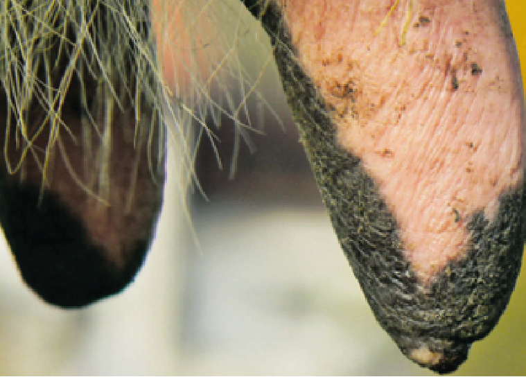 Hyperkératose mammites CTH AGRI