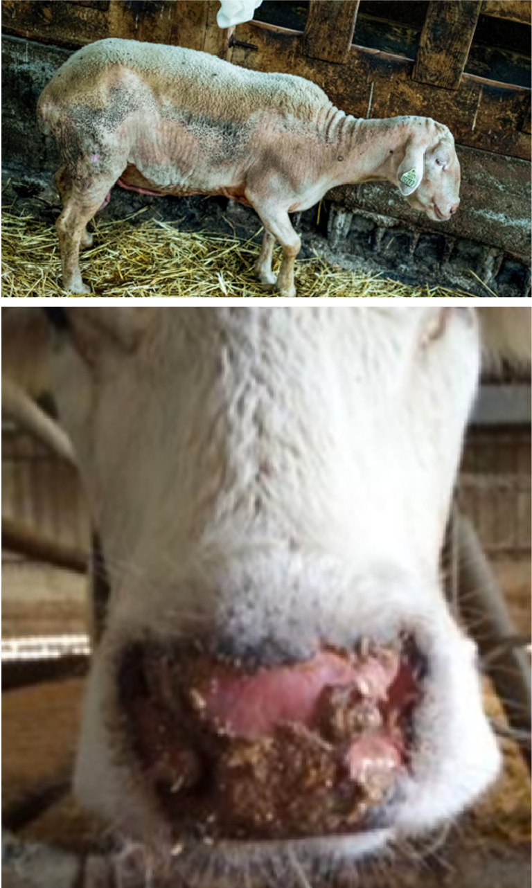 La FCO transmise par les mouches - CTH Agri La FCO transmise par les mouches - CTH Agri