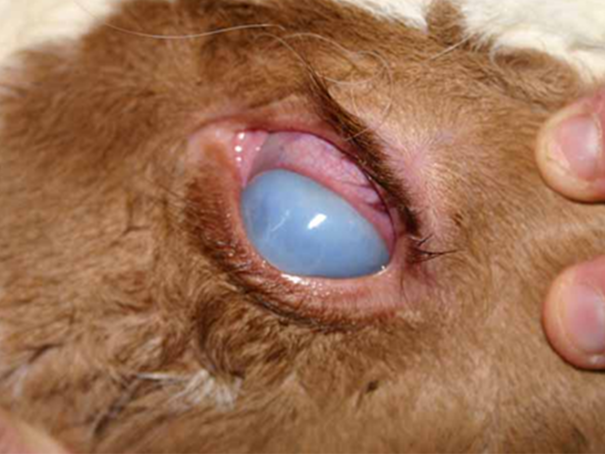 Kératoconjonctivite Infectieuse Bovine Lutte mouches CTH agri Kératoconjonctivite Infectieuse Bovine Lutte mouches CTH agri