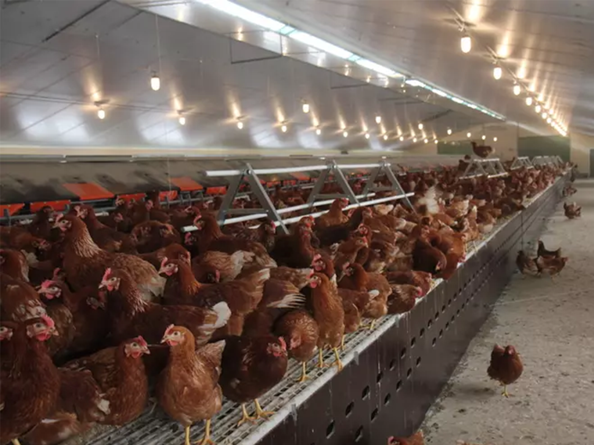 Lutte contre les mouches en élevage avicole CTH agri Lutte contre les mouches en élevage avicole CTH agri