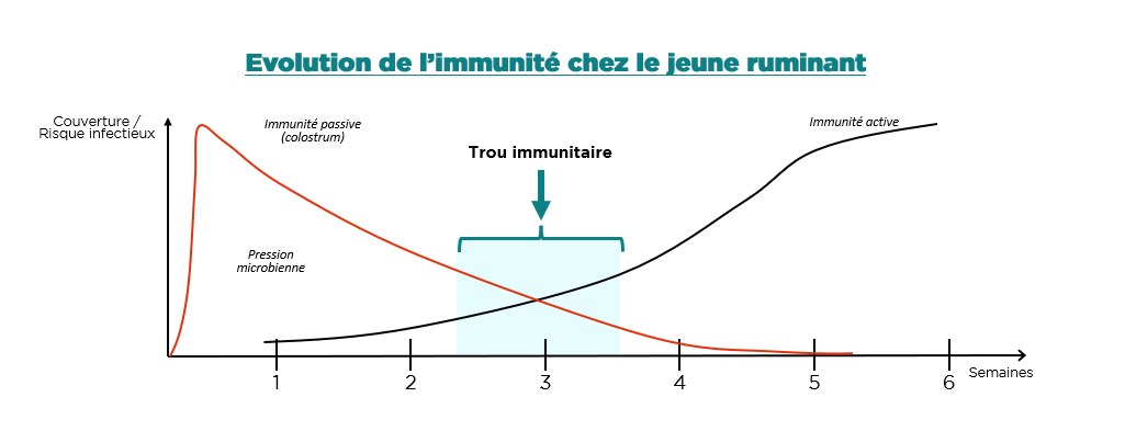 Evolution de l'immunité chez le jeune ruminant Evolution de l'immunité chez le jeune ruminant