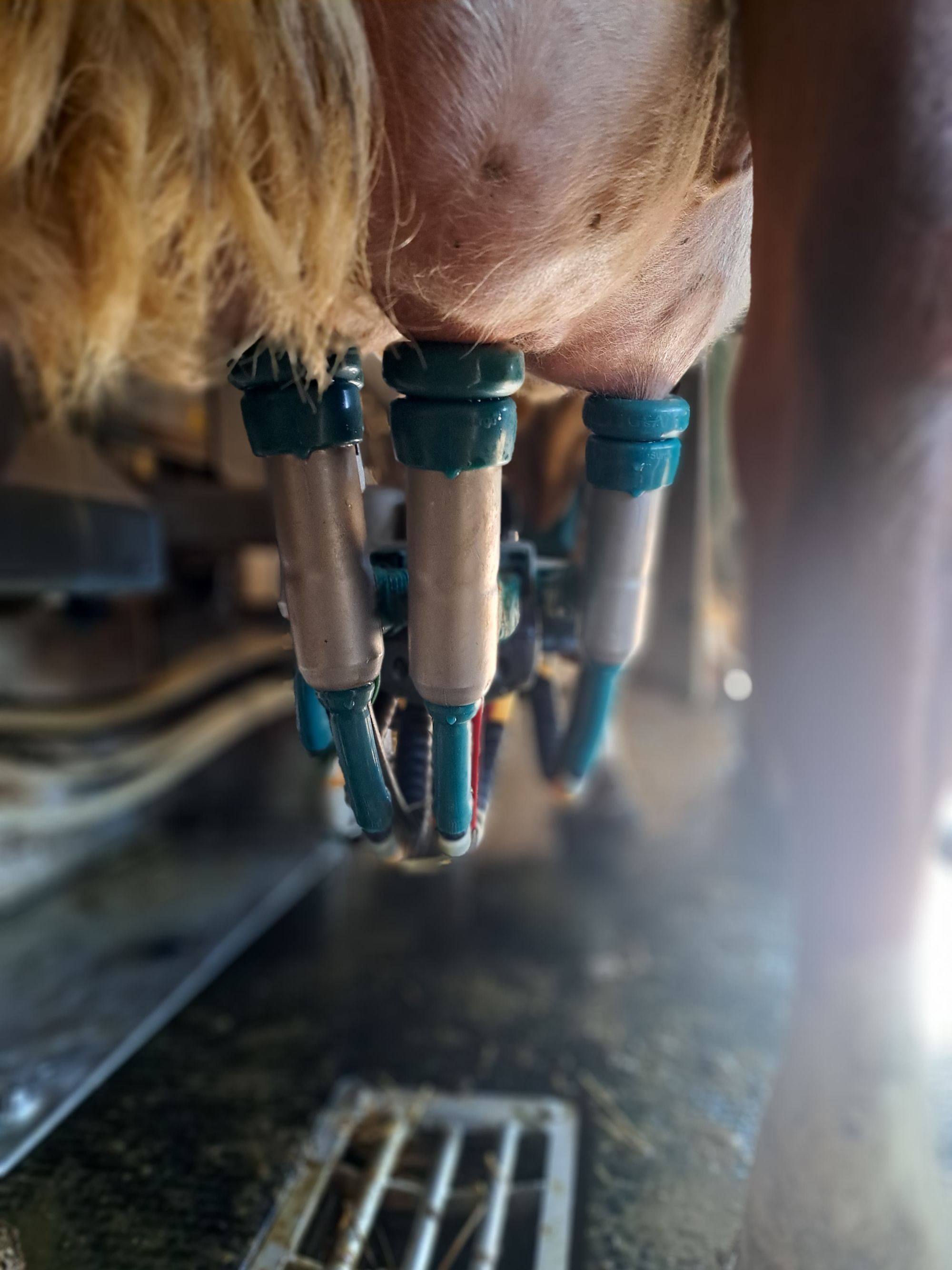 Une bonne hygiène de traite lutte contre les mammites CTH