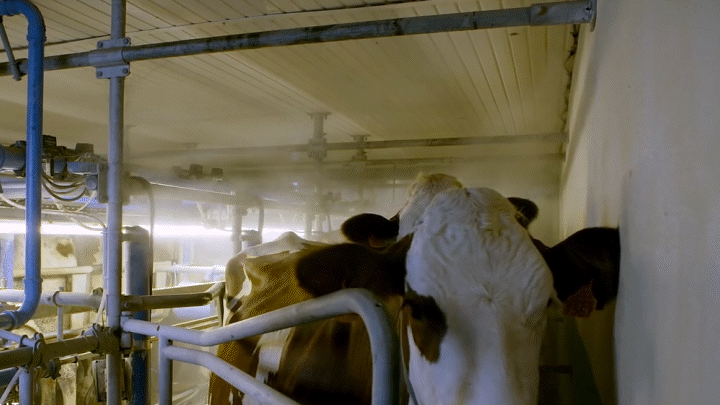 Vaches laitières sous la brumisation FOGGY par CTH