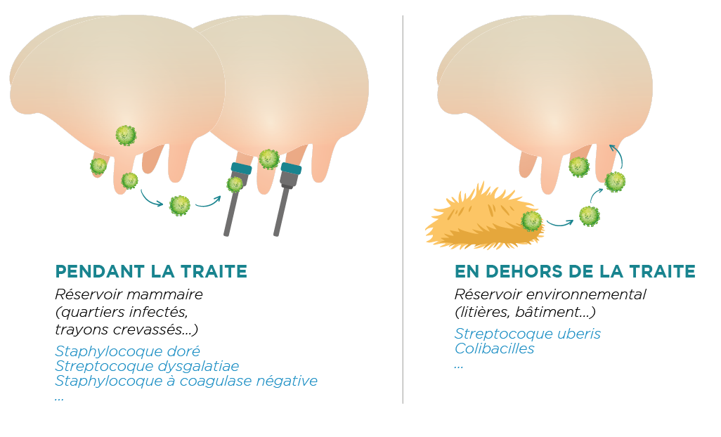 Origines infection mammites CTH AGRI