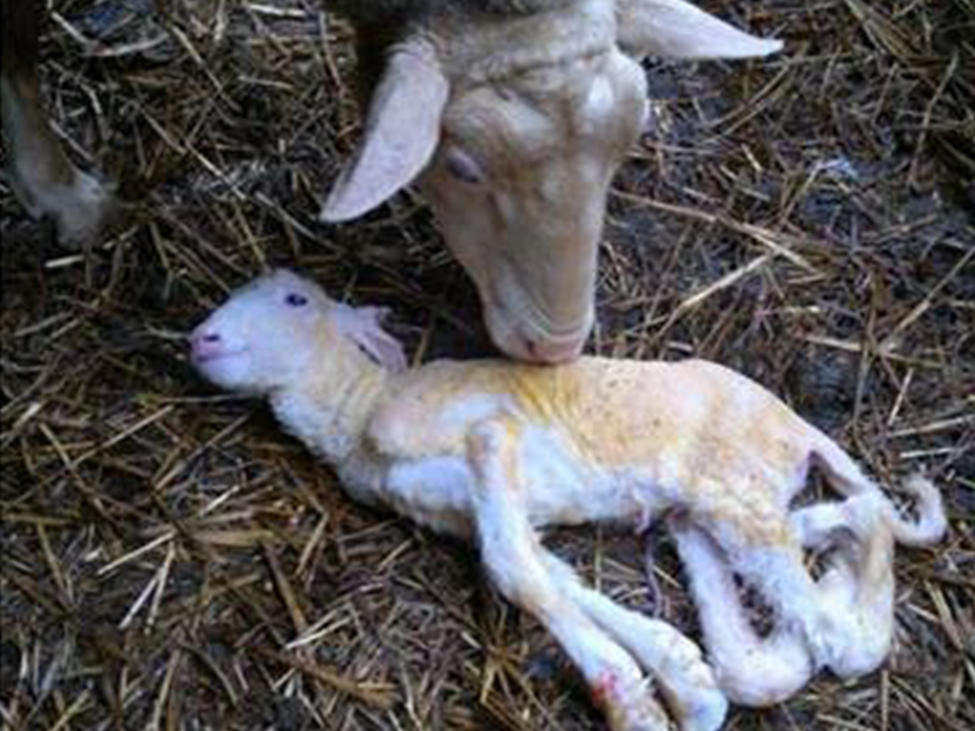 Maladie Schmallenberg Lutte mouches CTH agri Maladie Schmallenberg Lutte mouches CTH agri