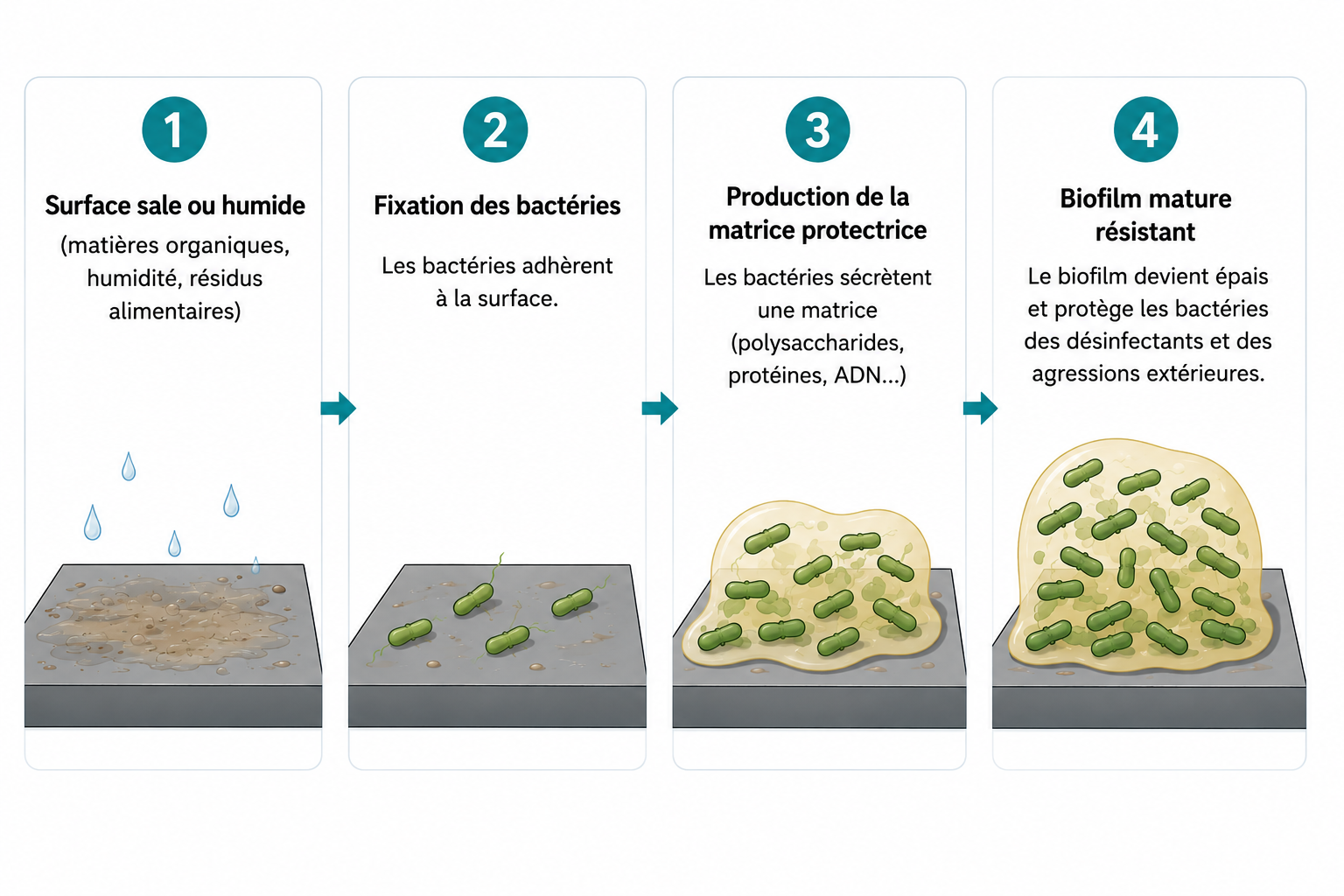 FORMATION DU BIOFILM EN ÉLEVAGE AVICOLE CTH AGRI