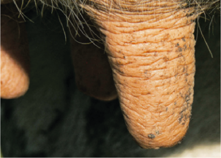 Lésions cutanées mammites CTH AGRI