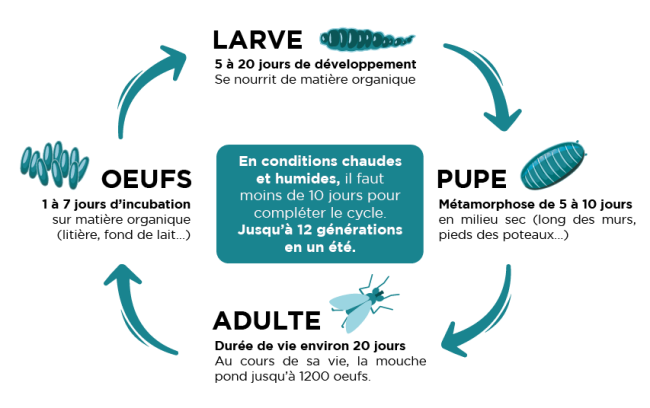 Cycle de vie mouche CTH agri