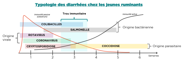 Typologie des diarrhées chez le jeune ruminant en fonction de l’âge Typologie des diarrhées chez le jeune ruminant en fonction de l’âge