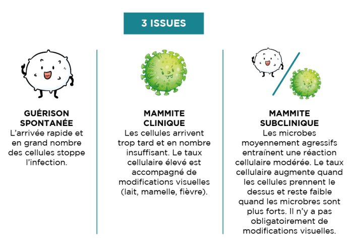 Origines infection mammites CTH AGRI
