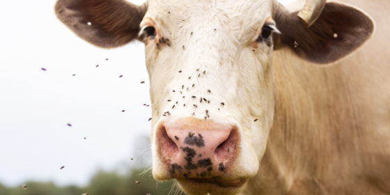 Produits anti mouches agricoles : notre guide complet pour bien choisir !