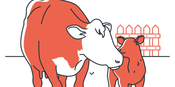Gestion des premiers jours de vie d’un jeune ruminant