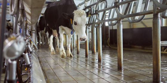 PARTIE 1 : Mammite chez la vache laitière : comment la prévenir et la détecter ?