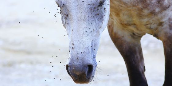 La lutte contre les insectes