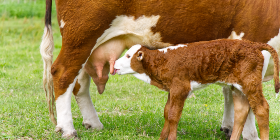 PARTIE 1 : Mammite chez la vache laitière : comment la prévenir et la détecter ?