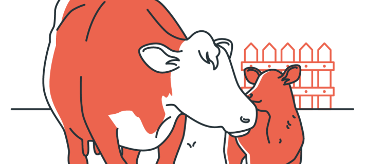 Gestion des premiers jours de vie d’un jeune ruminant